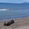 Spiaggia delle Capanne di Principina a Mare