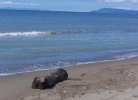 Spiaggia delle Capanne di Principina a Mare