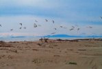 Spiaggia dei Gabbiani.jpg