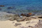 Cala dell'Arenella Isola del Giglio