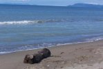 Spiaggia delle Capanne di Principina a Mare