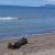 Spiaggia delle Capanne di Principina a Mare